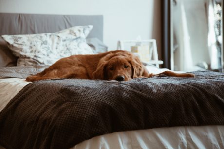 Schlafzimmer, schlaf, Bett, aufräumen, Haustier