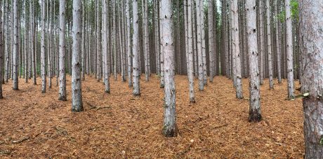 Ahornsyrup, Ahorn, Wald, Baum