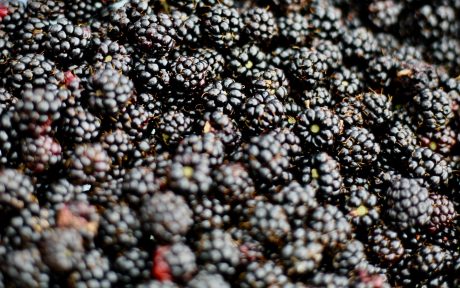 Brombeeren